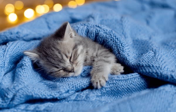 gray-tabby-kitten-sleeps-portrait-600nw-2333787149