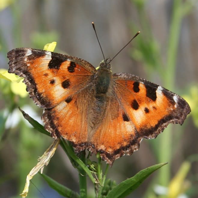 Nymphalis_californica