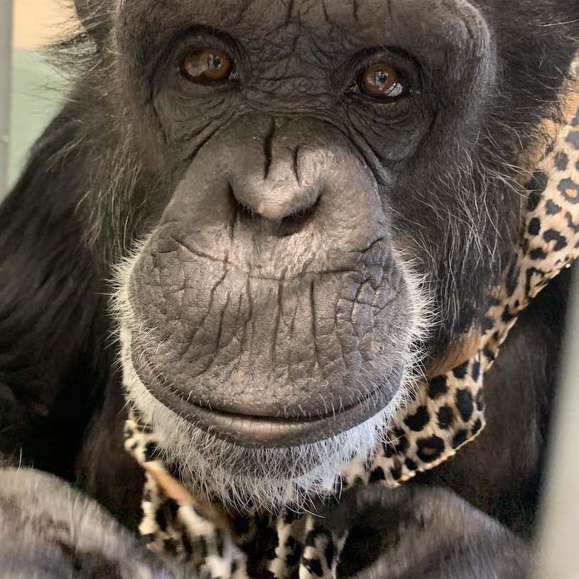 Lucky Chimpanzee