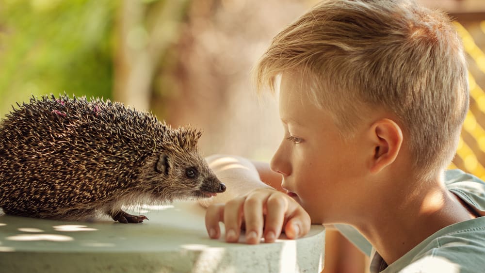 shutterstock_1129538225