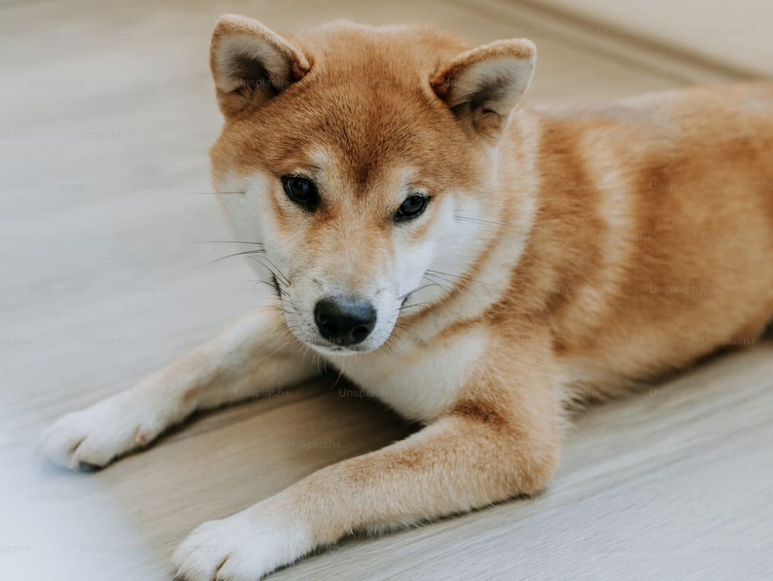 Shiba Inu 