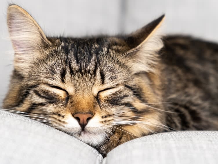 ULVH-Cats-sleep-shutterstock_2295390477