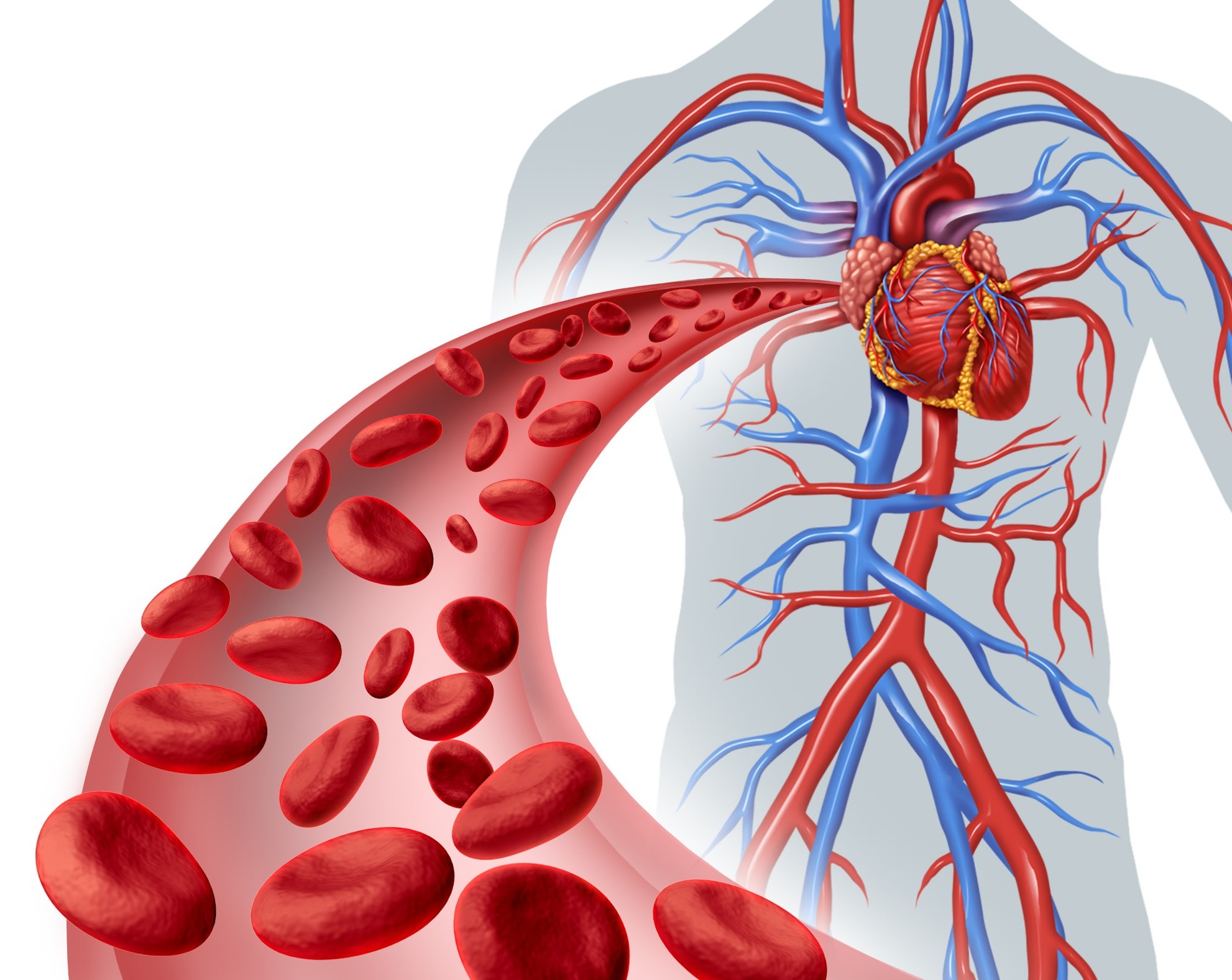 Red blood cells