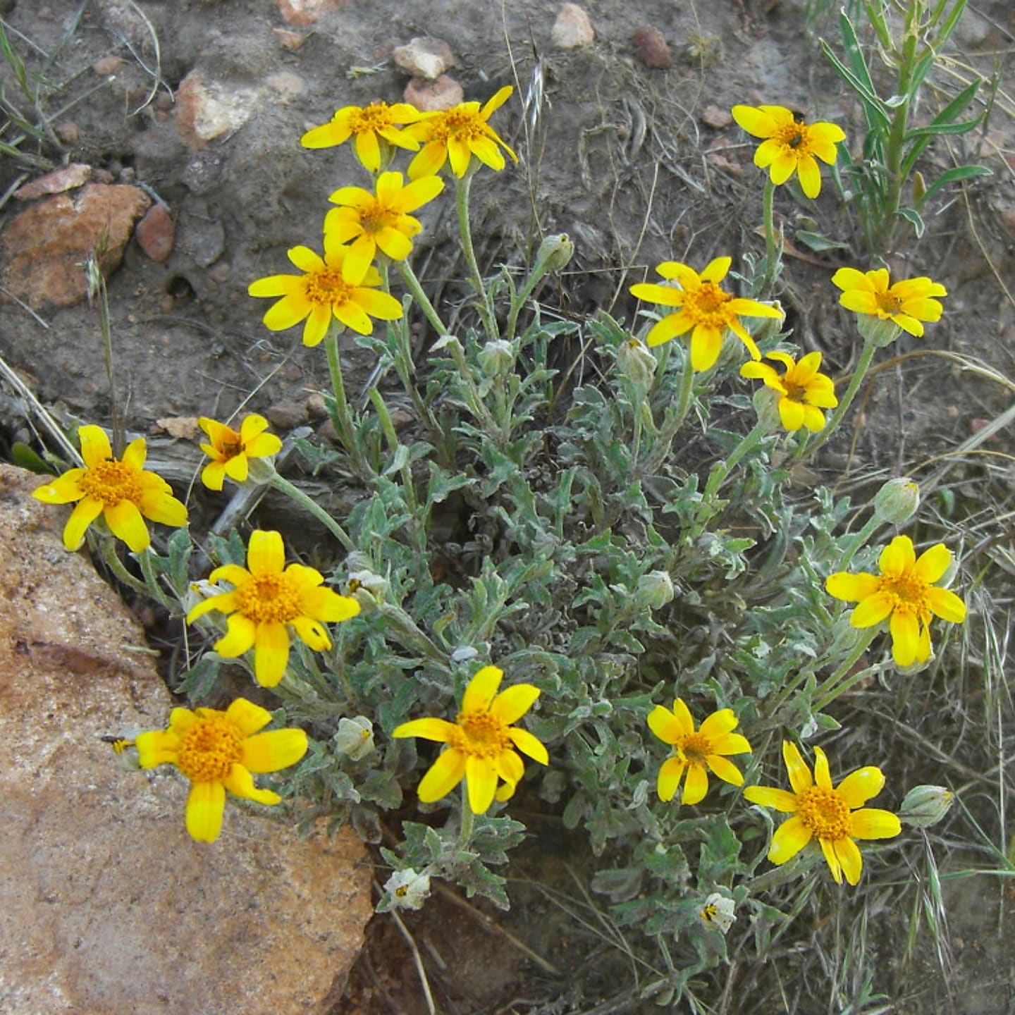 Yellow daisy-like flowers with gray foliage in a rocky landscape