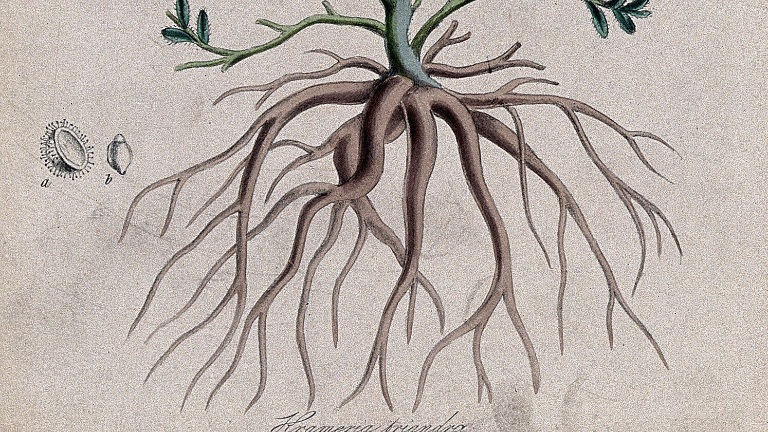 image-from-rawpixel-id-13957986-original