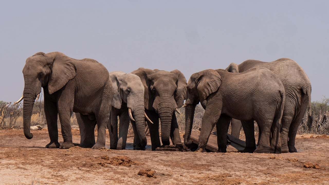 elephant-8359382_1280