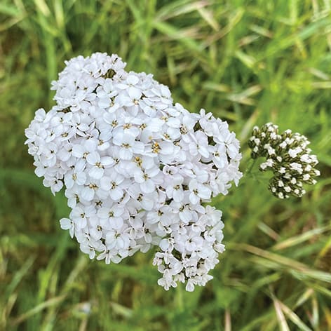 white composite flowers of yarrow