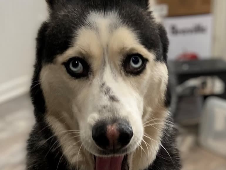 Banjo