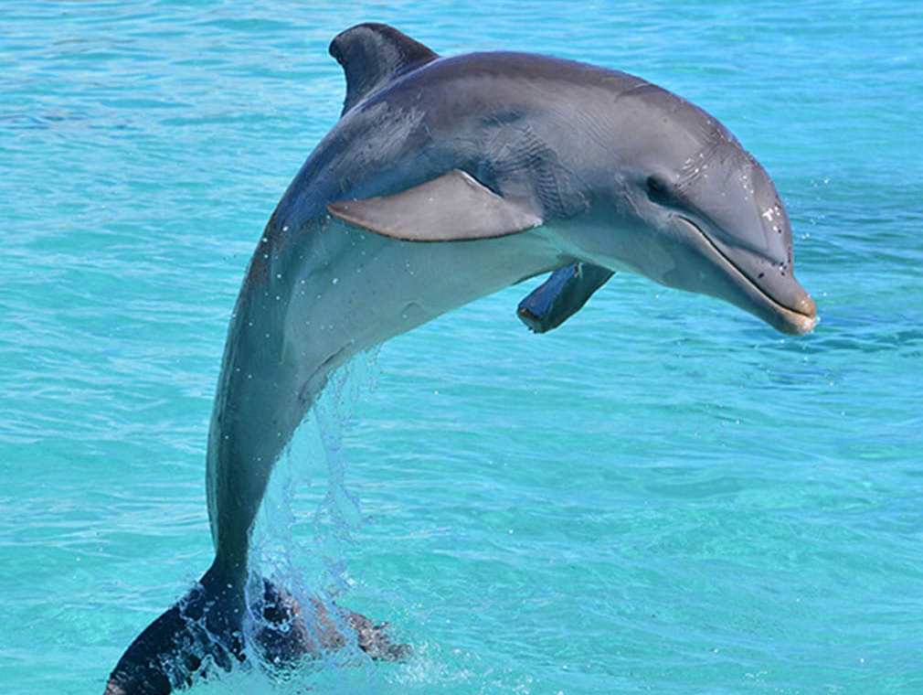 dolphin