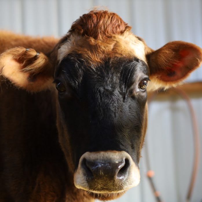 Meredith Cow