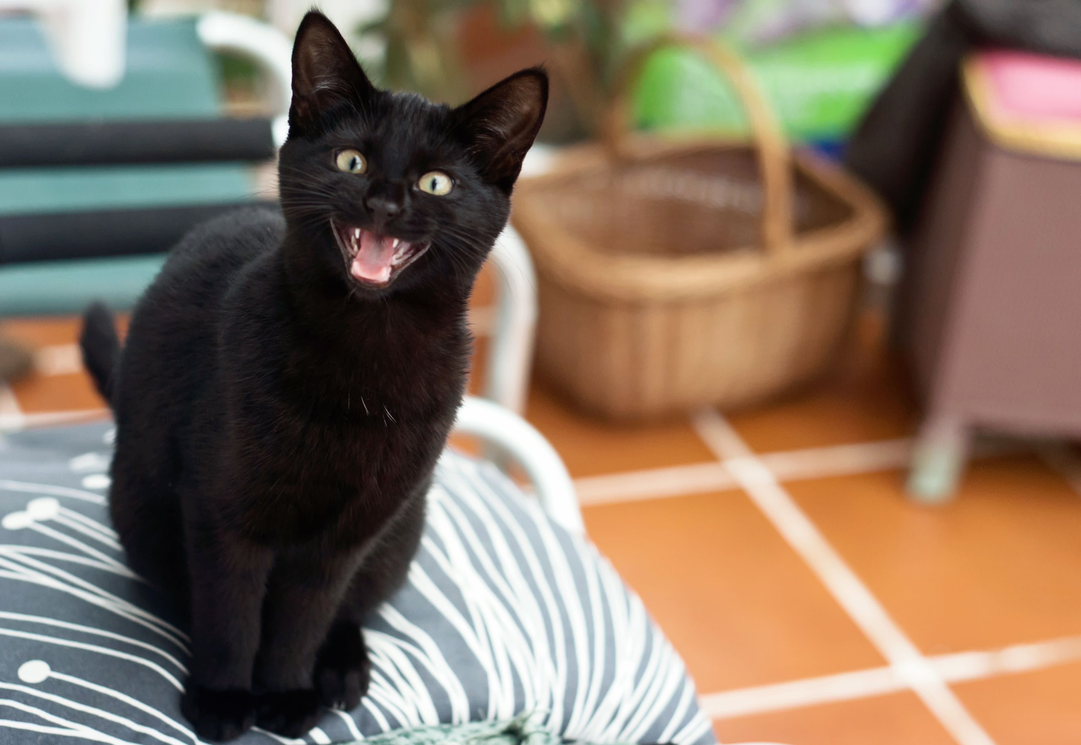 cat-meowing-57b738885f9b58cdfda9a497