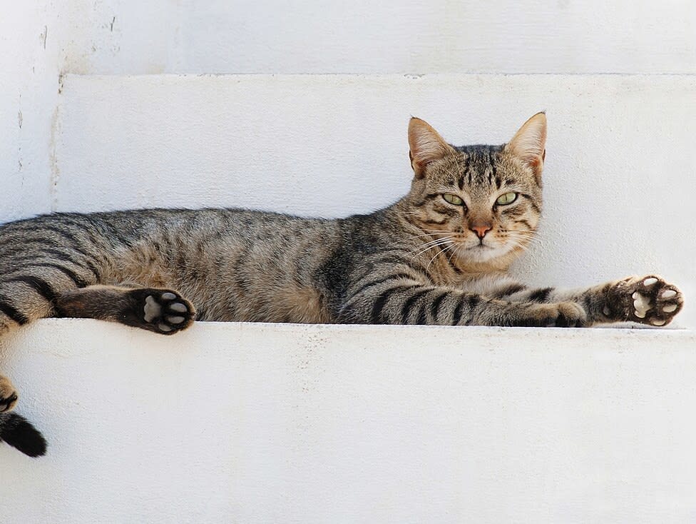 1200px-Cat_August_2010-4