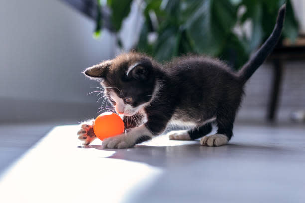 little-black-kitten-playing-and-enjoys-with-orange-ball-at-living-room-of-house
