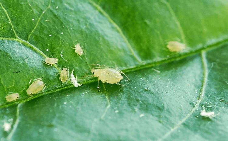 aphids on a leaf 