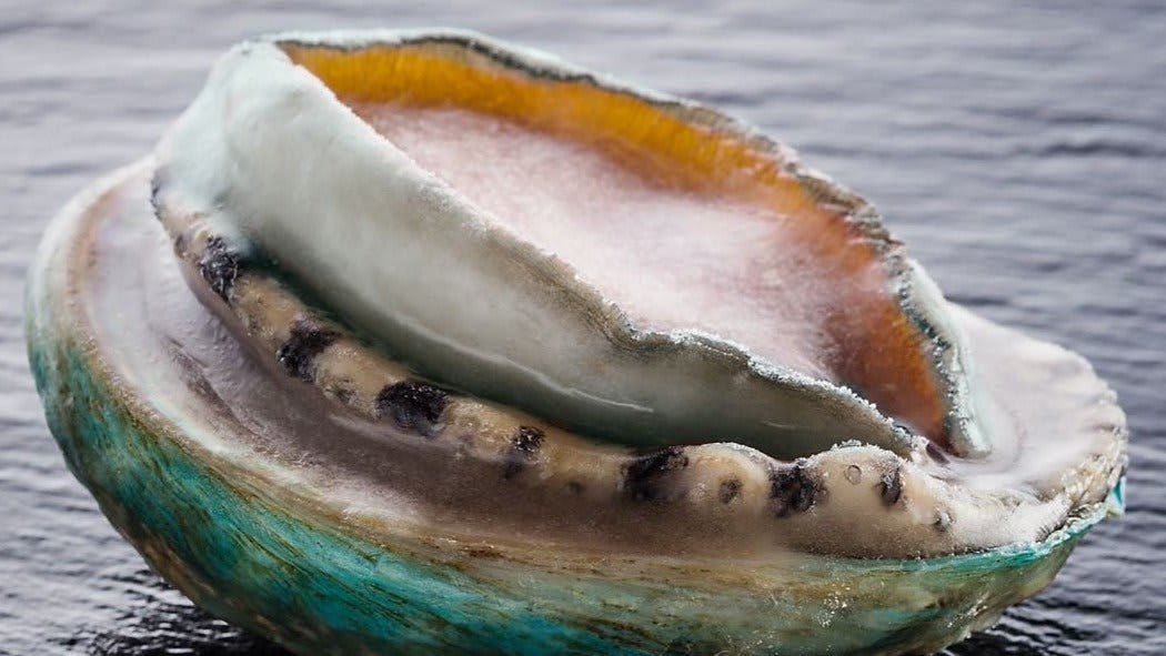 australian-abalone-next-day-shipping-409395