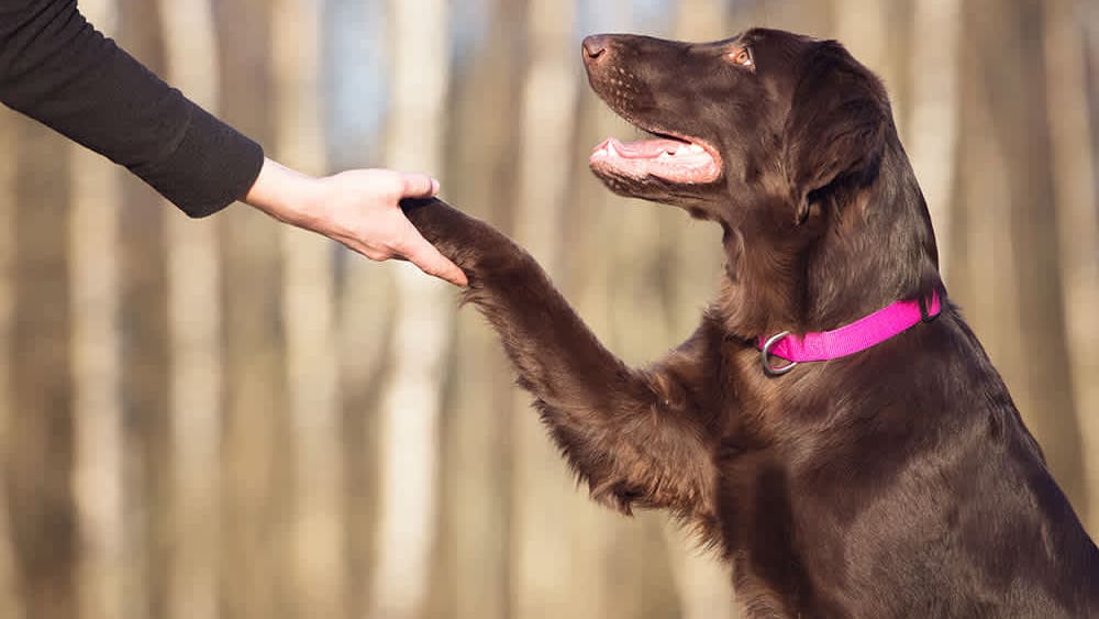Dog-training-dog-giving-paw_resized