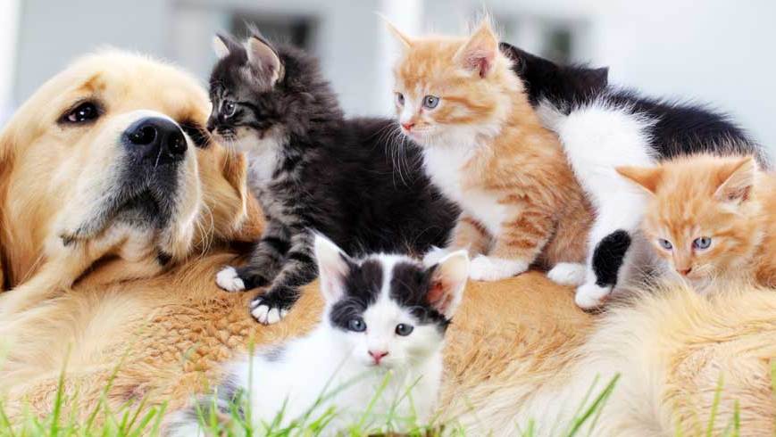 balfour-animal-hospital