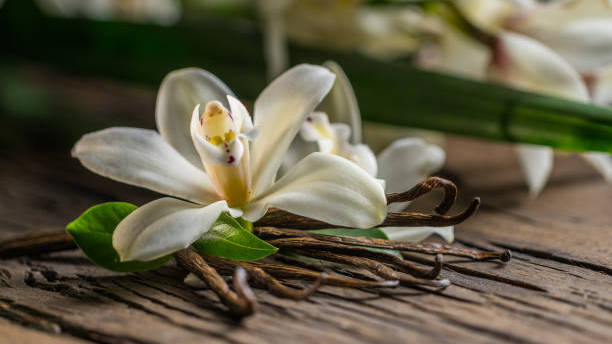 istockphoto-1288805749-612x612