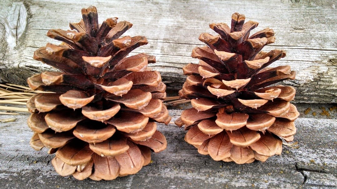 conifer-cone-378624_1280