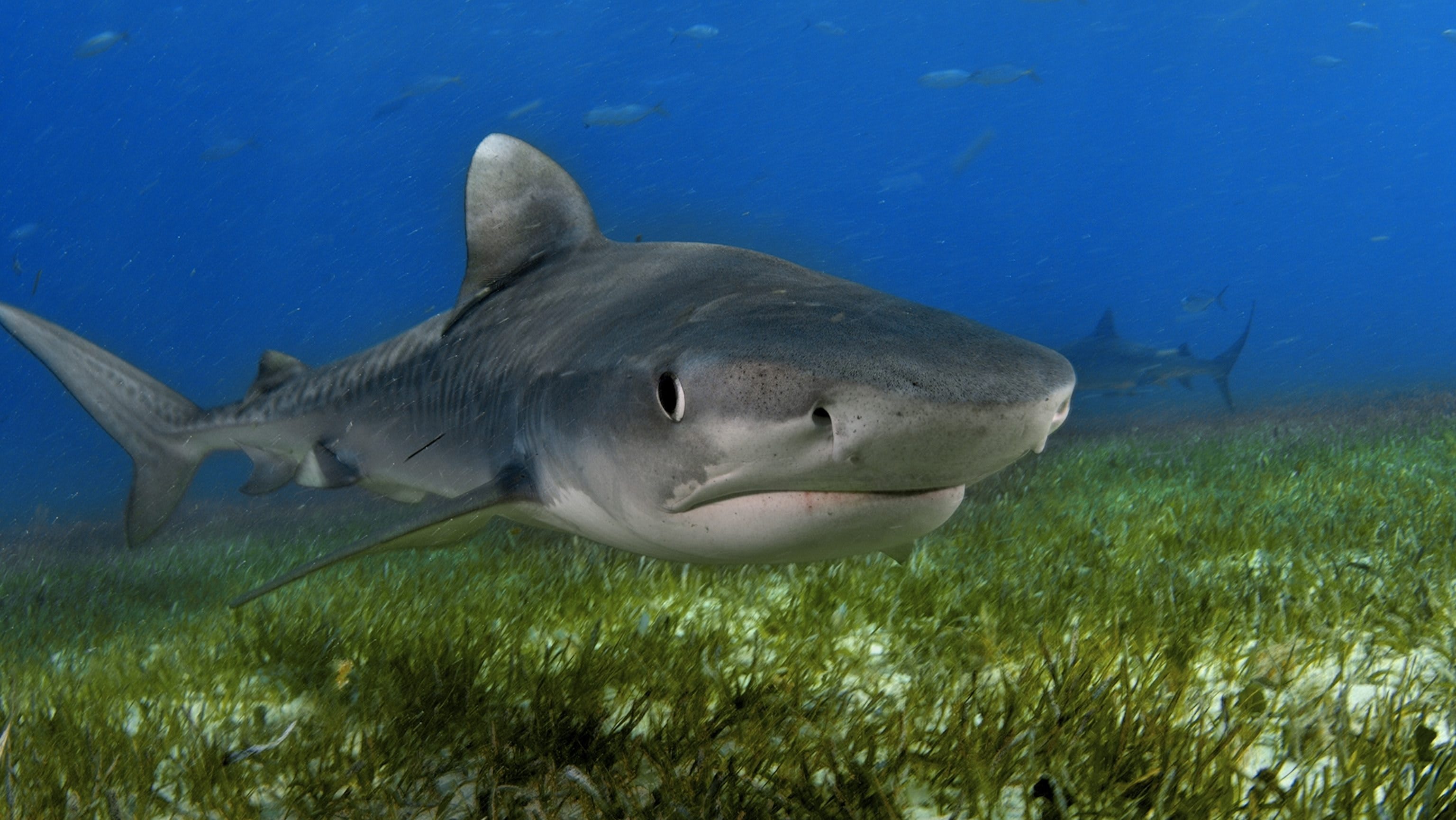 tiger-shark
