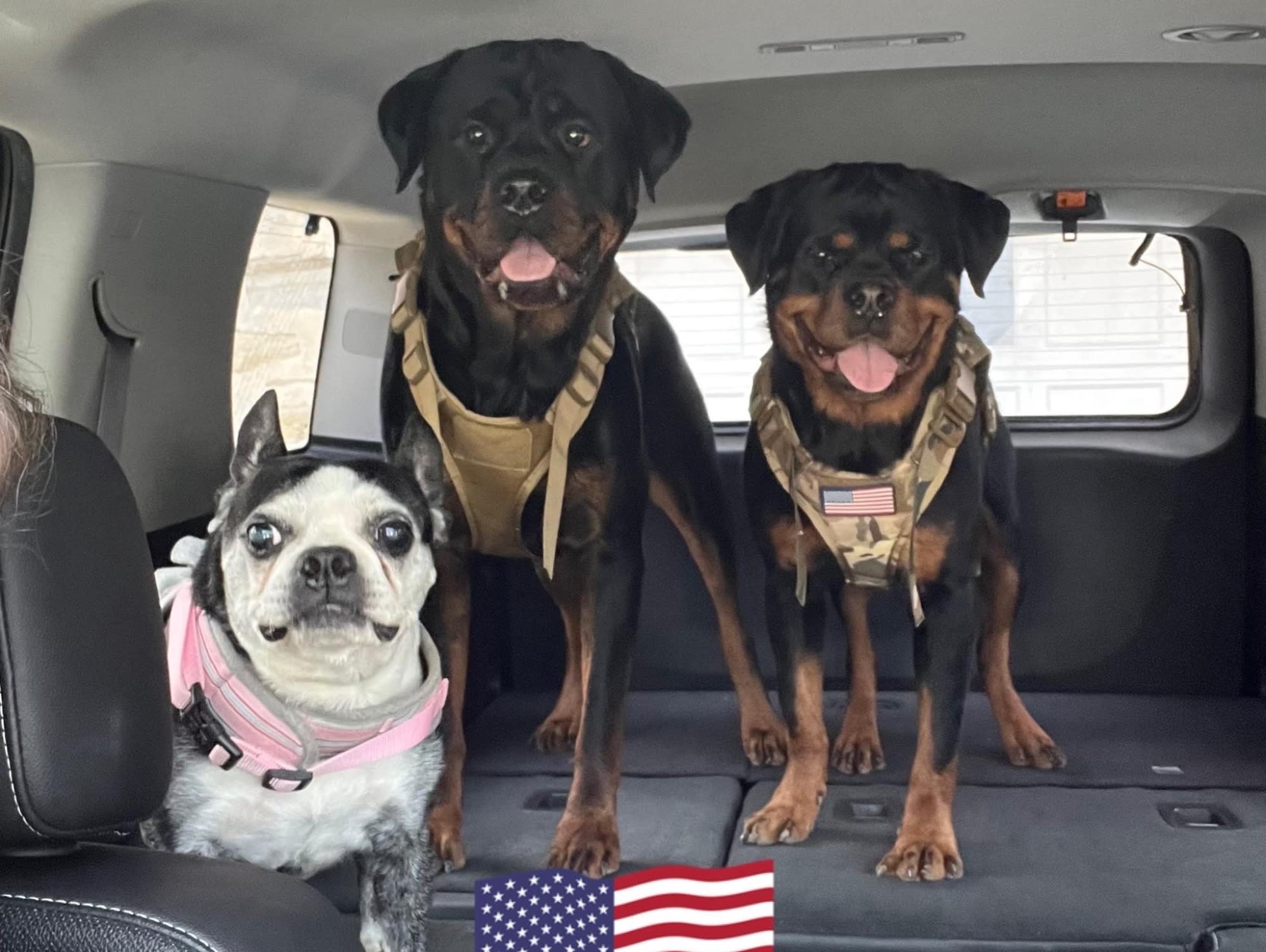 Miss Flower Anne , Ceaser & Hambone