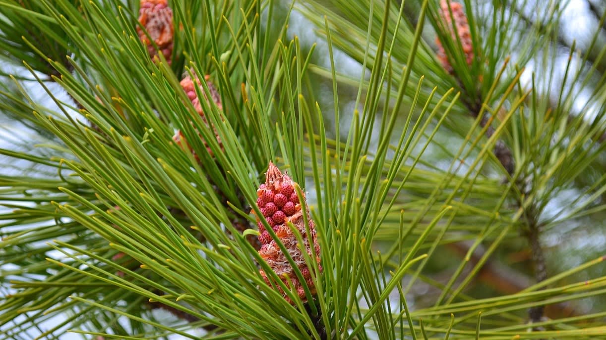 pine-1546945_1280