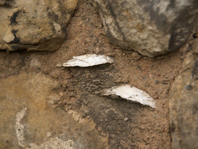 Two oyster shells poking out of the mortar between stones in a wall.