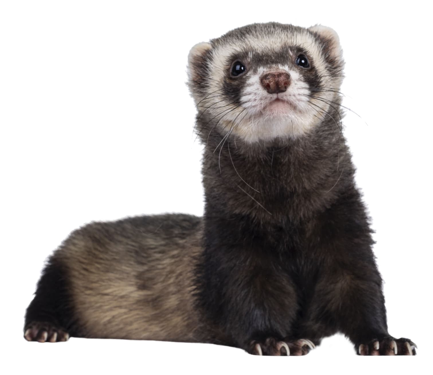 Animal - Ferret