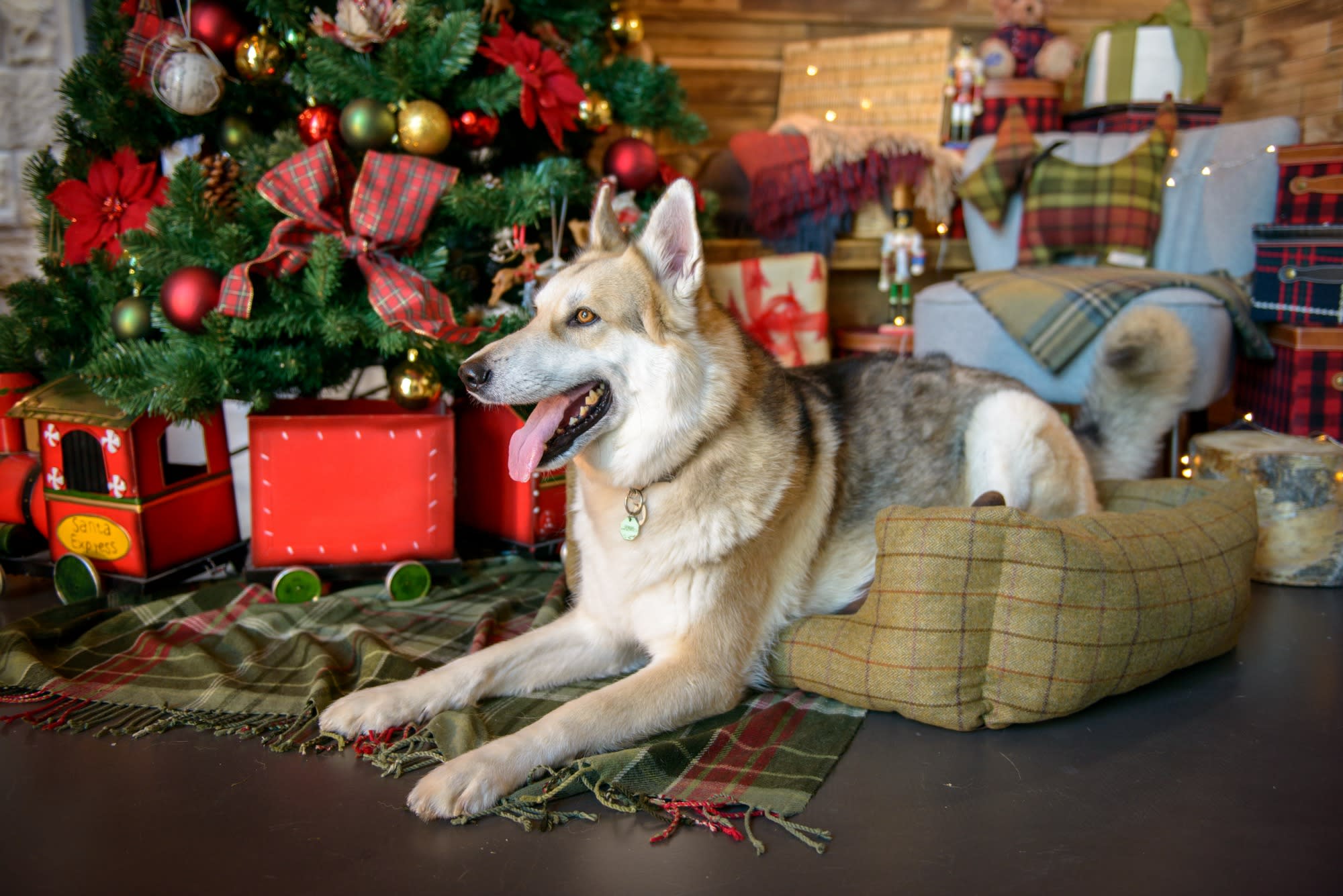 A dog sitting in a dog bed, in front of a Christmas tree