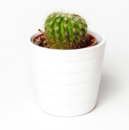 pexels-rafa-de-21730-97260