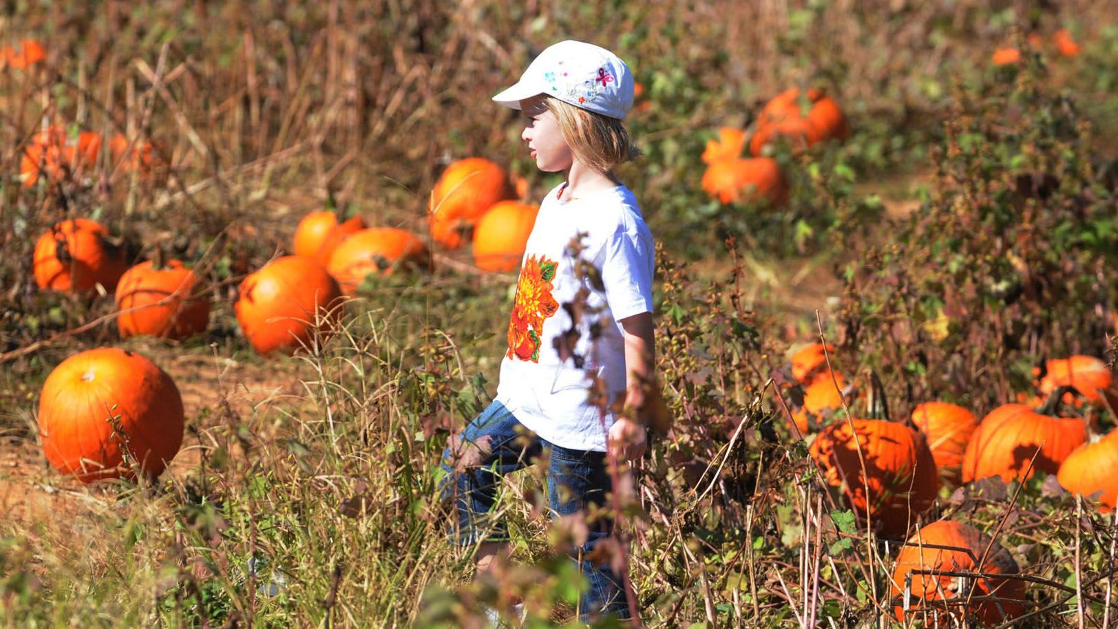 pumpkin patch