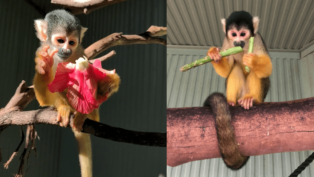 Monkey 1