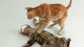gicAT TO CAT CPR