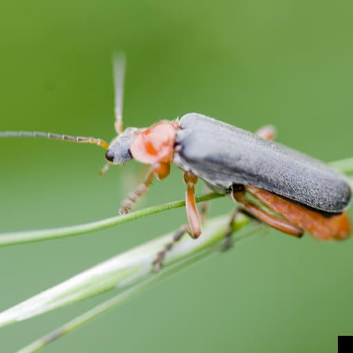 A black and brown soldier beetle