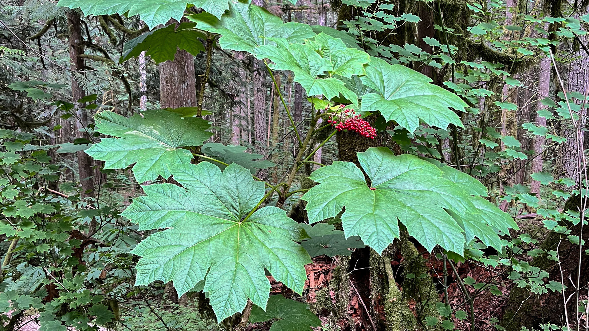 native-plant-quiz-the-mystic-needle-paw