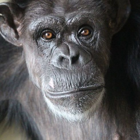 Annie Chimpanzee