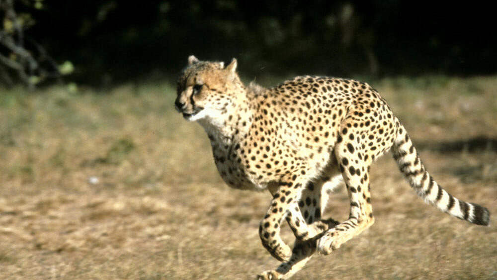 72awob150q_Cheetah_running_WW146469