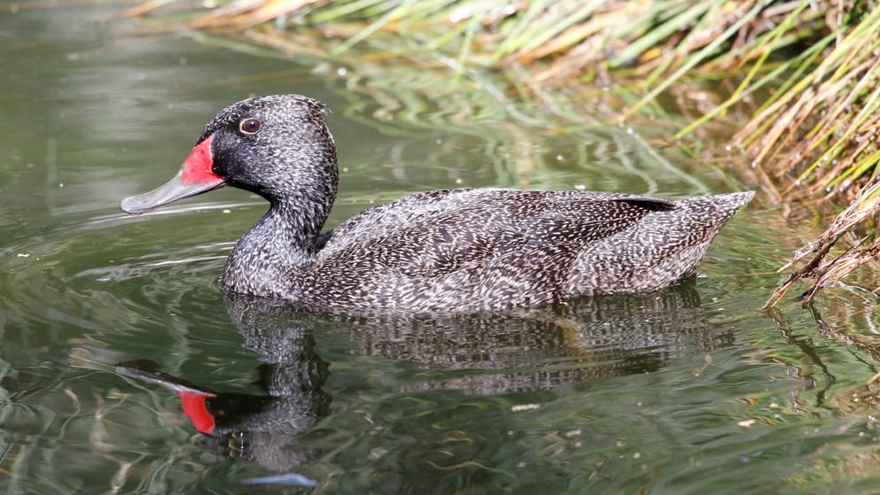 Freckled_Duck_Image1_1200px