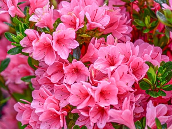 azalea-Coral-bells-3-800x600