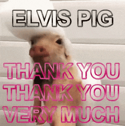 Gif of a piglet just washed with foam on its head and been swayed to look like it's dancing. Text says Elvis Pig.