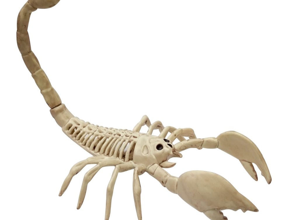 XH3261_-_Skeleton_Scorpion__08238