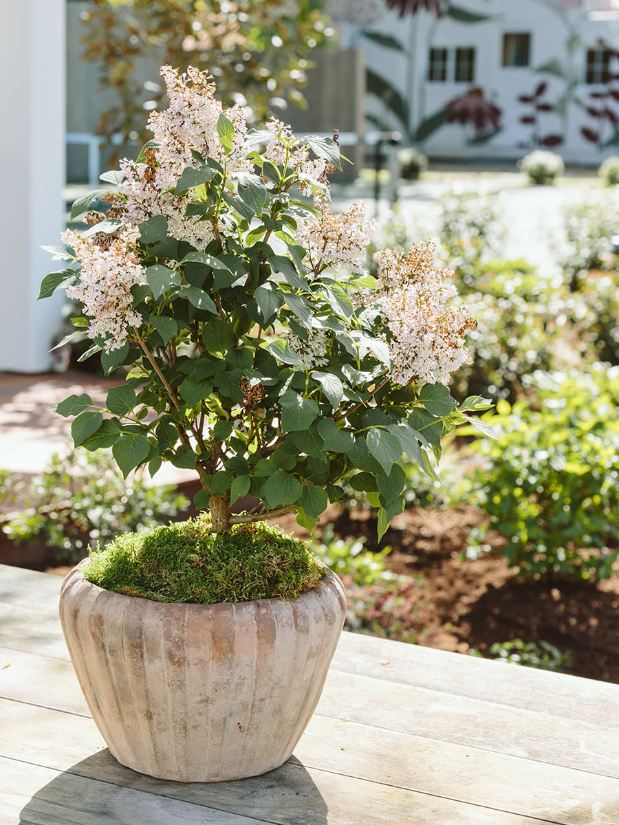 cottage-style-container-garden-planting-lilac