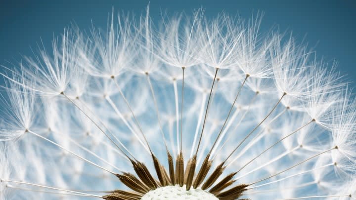 dandelion