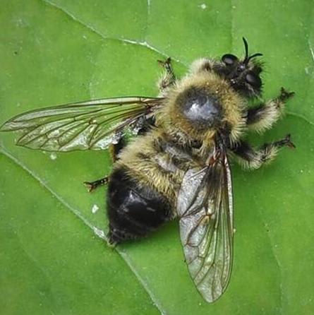 robber fly (resembles bee)