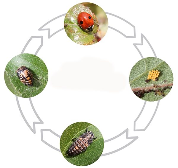 4 stages of lady beetle metamorphosis