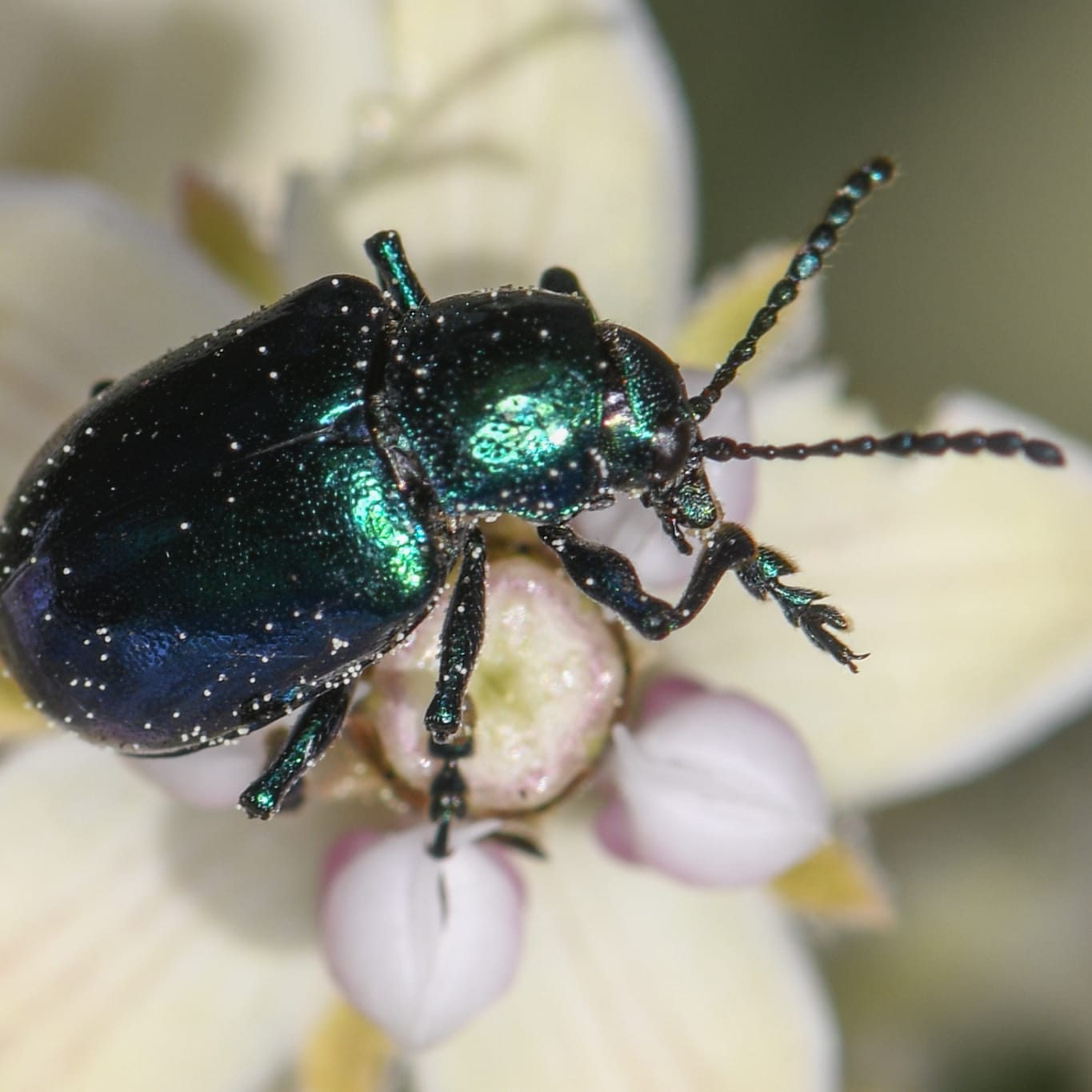 Cobalt_Milkweed_Beetle