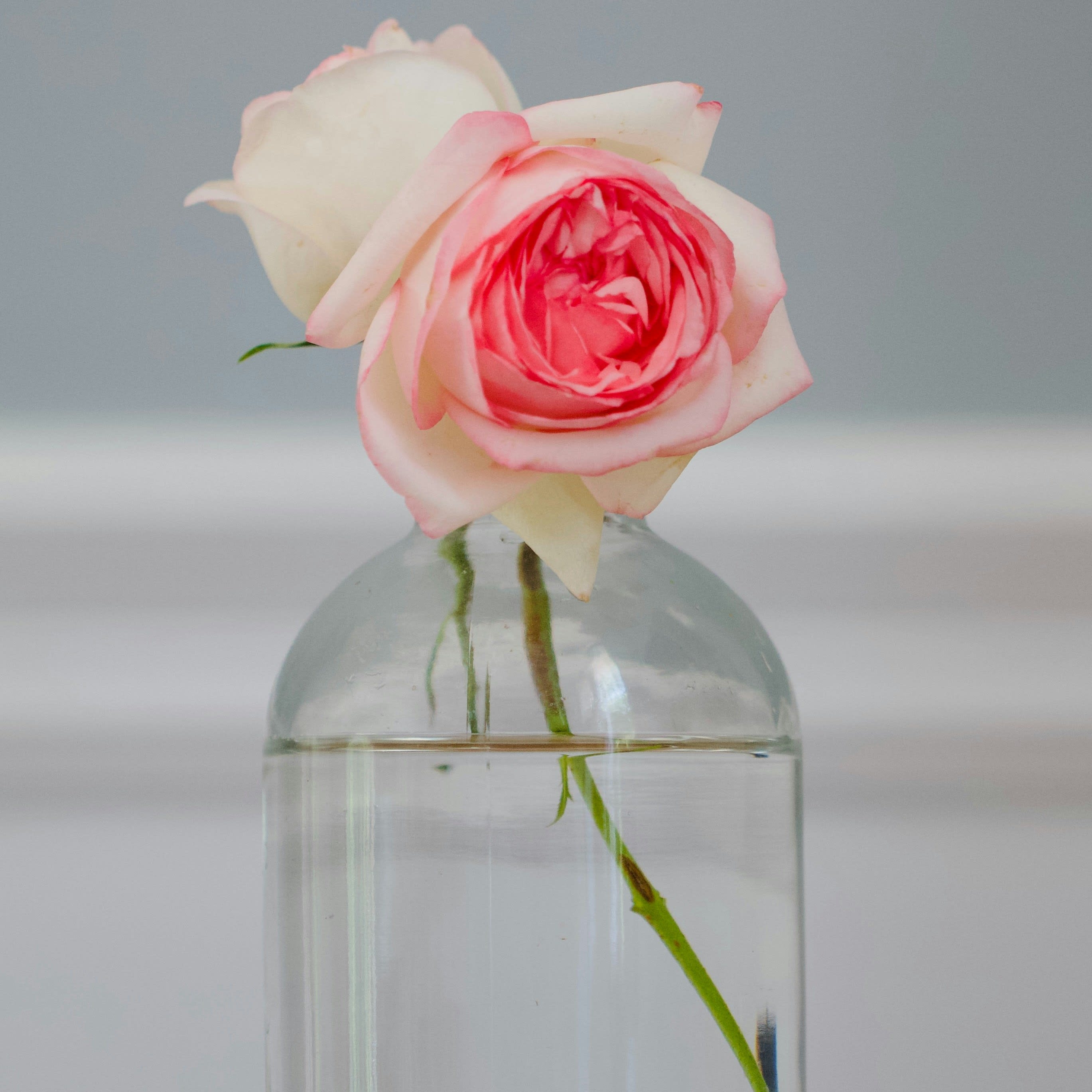 photo-1752423821600-7e15eda34e4f