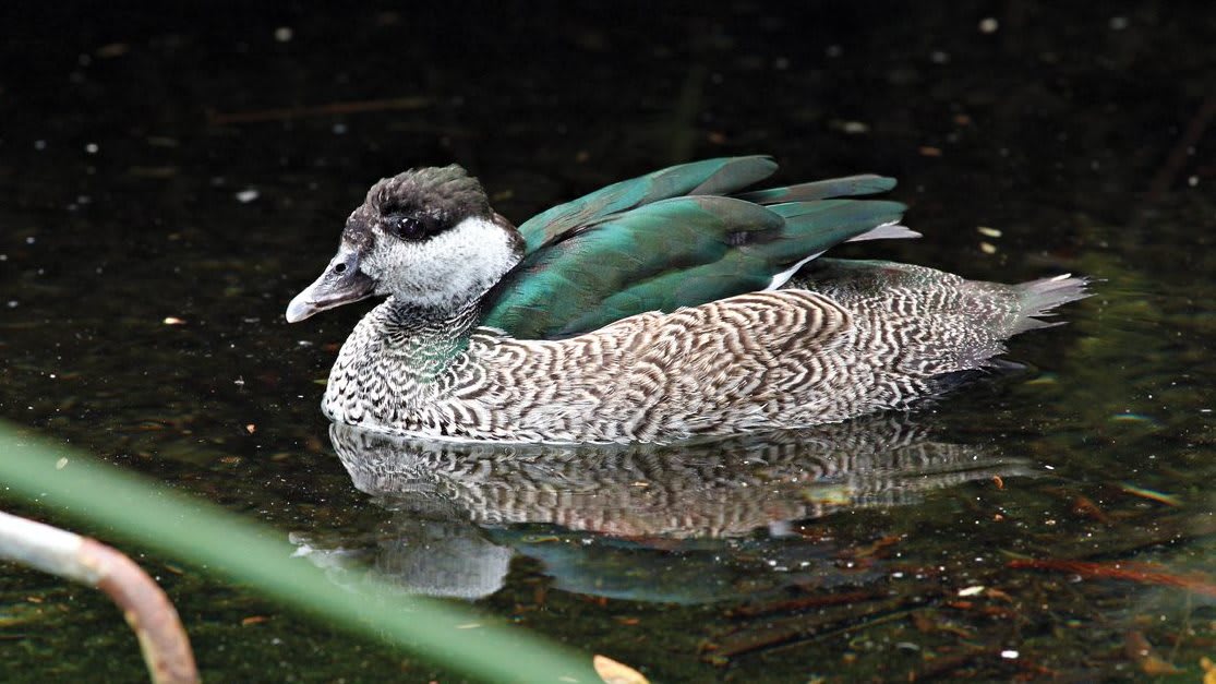 Green_Pygmy_Goose_0946_1200px