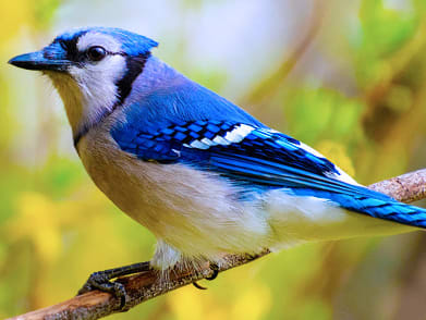 About_WildBird-mobile