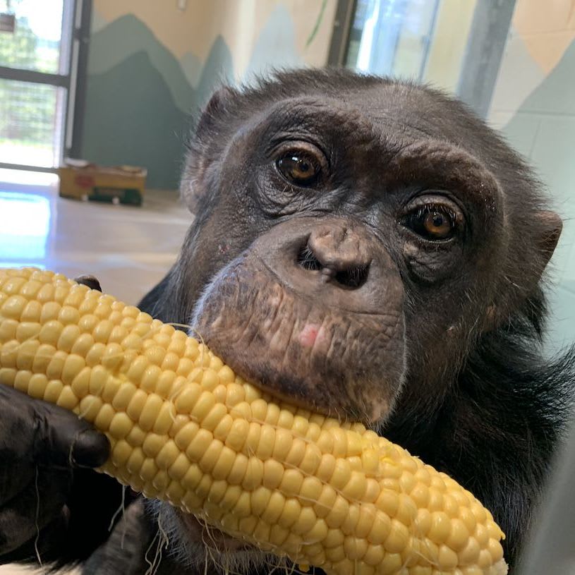 Dora Chimpanzee